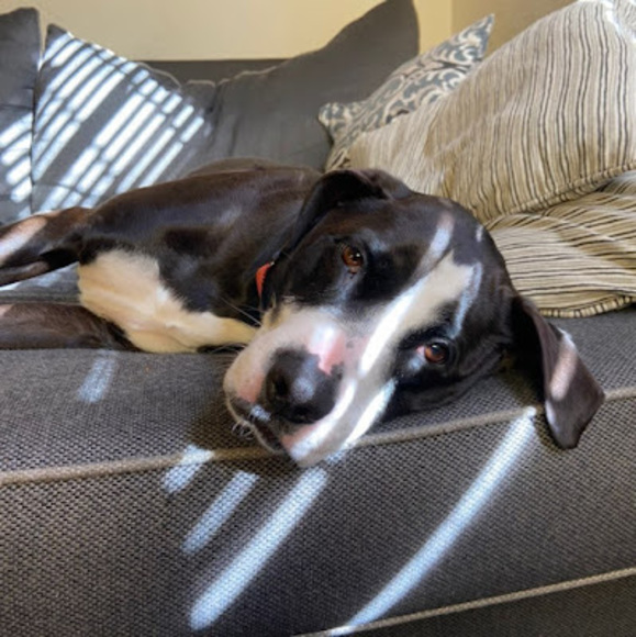 Meet your Posher, Amelia - Picture 1 of 1